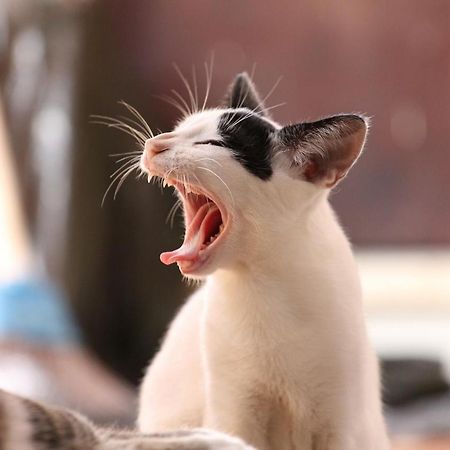 猫と断食の宿 Cat Inn Neko Kunisaki Luaran gambar