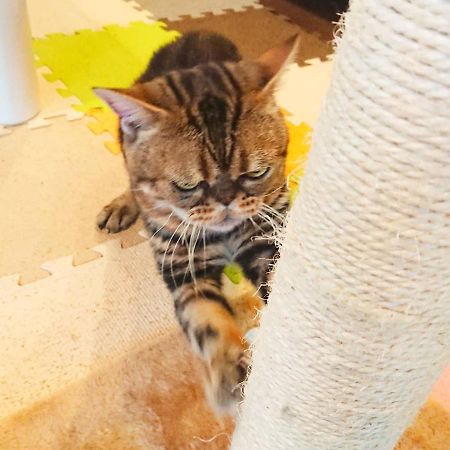 猫と断食の宿 Cat Inn Neko Kunisaki Luaran gambar