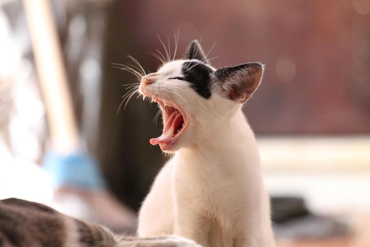 猫と断食の宿 Cat Inn Neko Kunisaki Luaran gambar