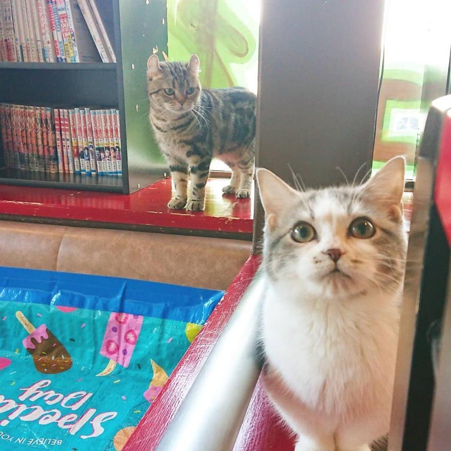 猫と断食の宿 Cat Inn Neko Kunisaki Luaran gambar