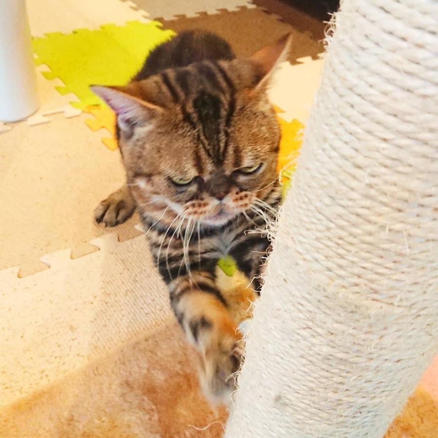 猫と断食の宿 Cat Inn Neko Kunisaki Luaran gambar