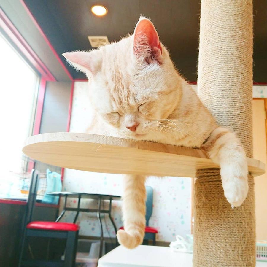 猫と断食の宿 Cat Inn Neko Kunisaki Luaran gambar
