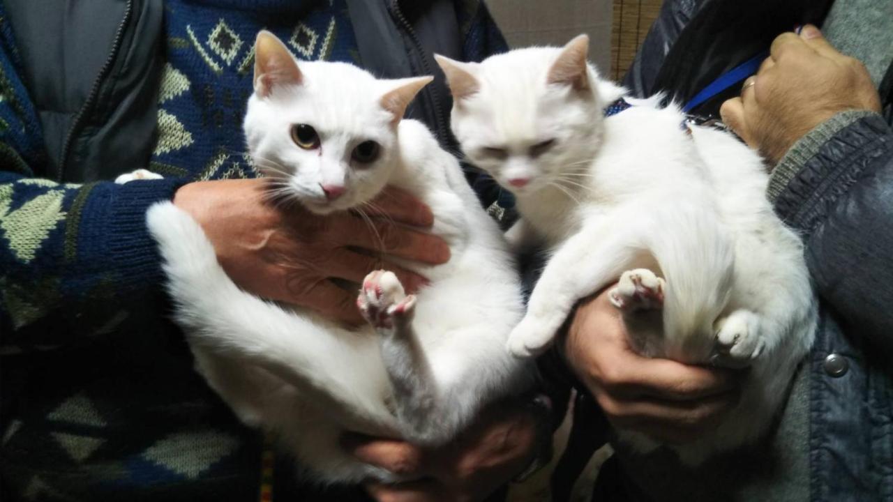 猫と断食の宿 Cat Inn Neko Kunisaki Luaran gambar